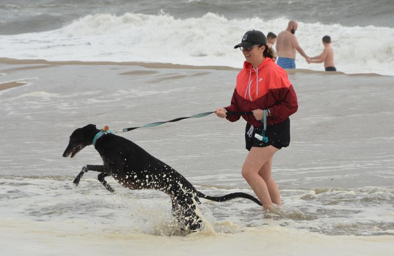 Greyhounds Reach the Beach a success in Rehoboth Cape Gazette